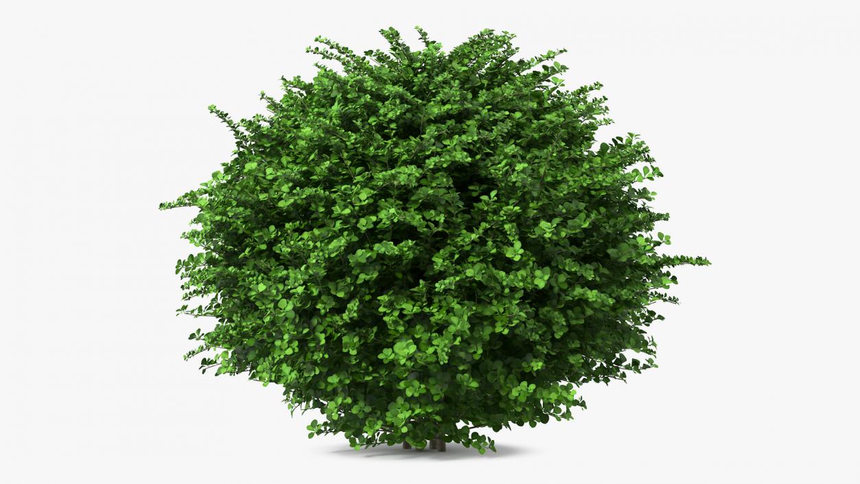 3D model Barberry Shrub Green