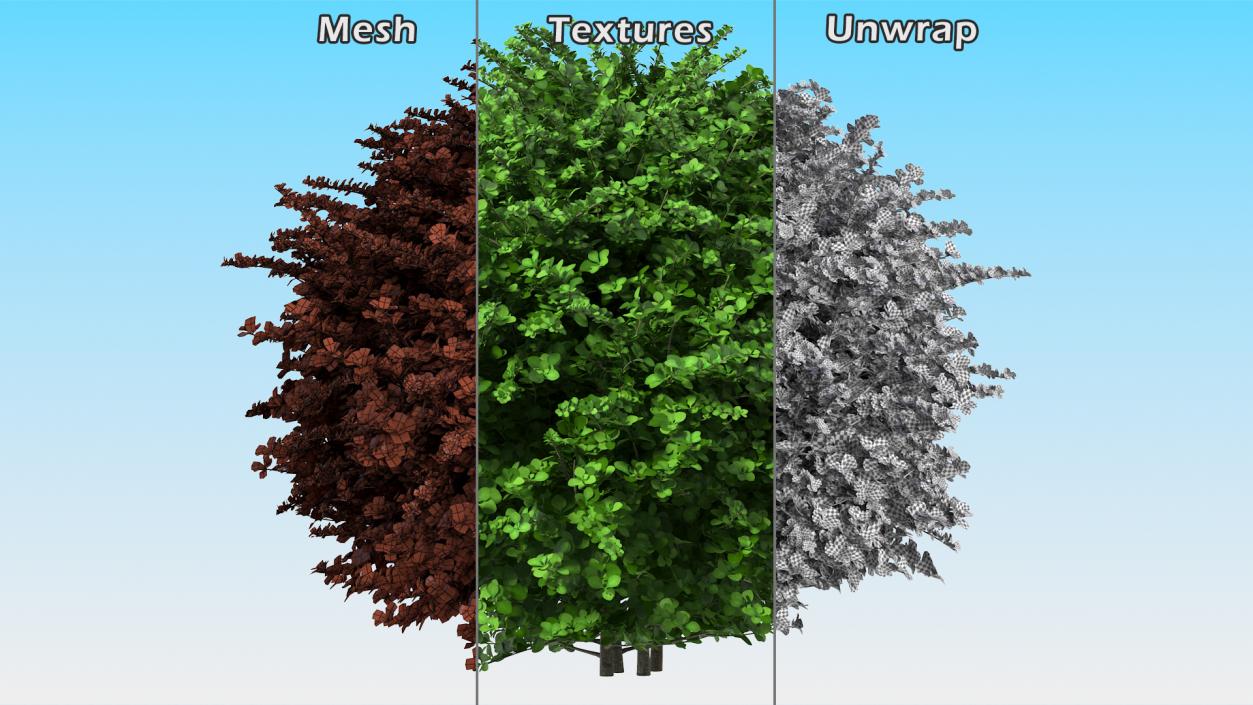 3D model Barberry Shrub Green