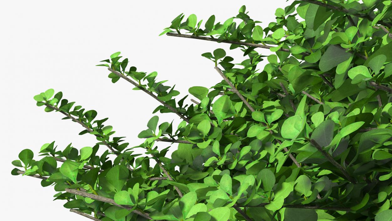 3D model Barberry Shrub Green