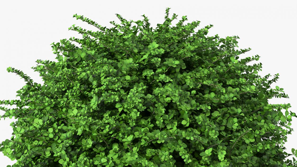 3D model Barberry Shrub Green