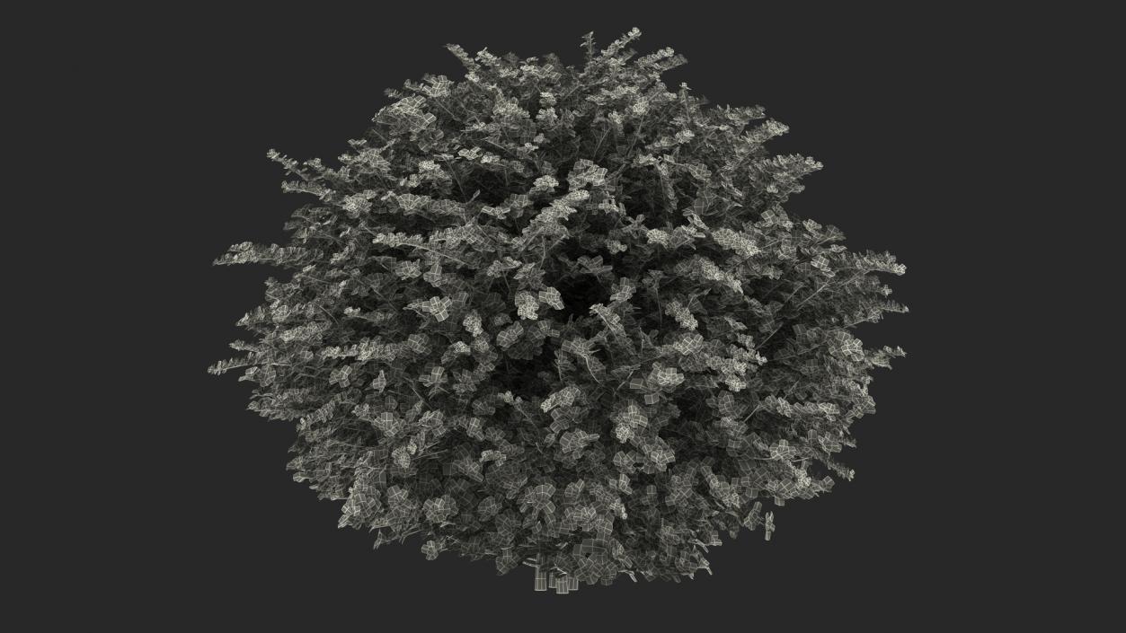 3D model Barberry Shrub Green