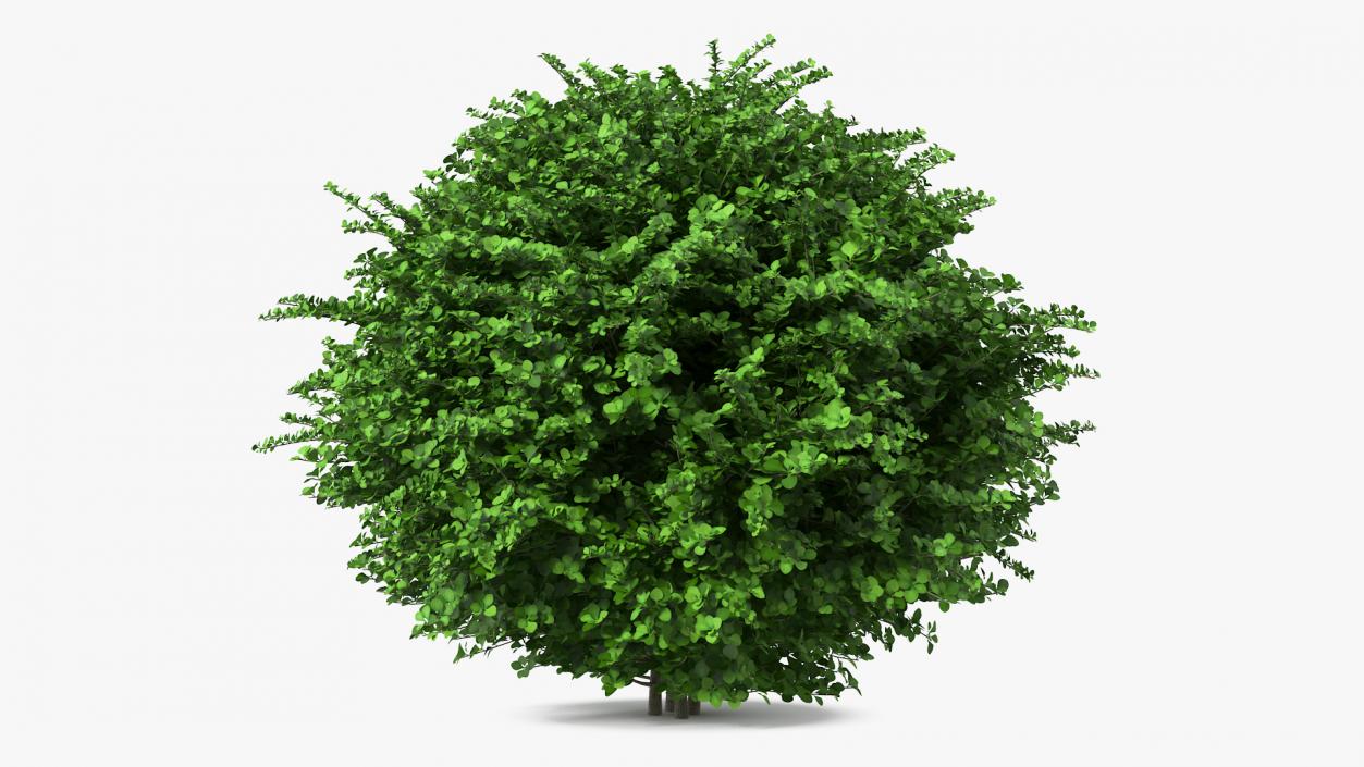 3D model Barberry Shrub Green