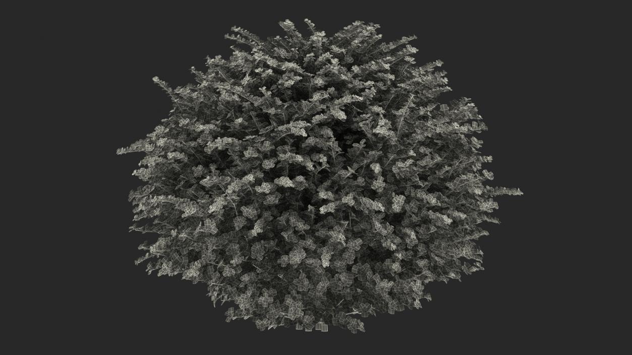 3D model Barberry Shrub Green