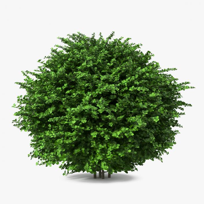 3D model Barberry Shrub Green