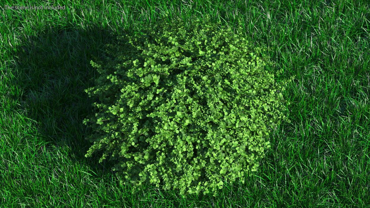 3D model Barberry Shrub Green