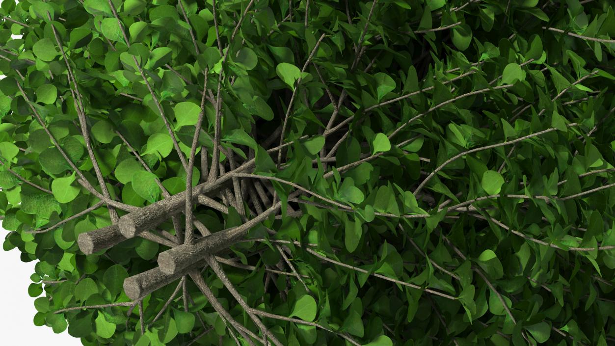 3D model Barberry Shrub Green