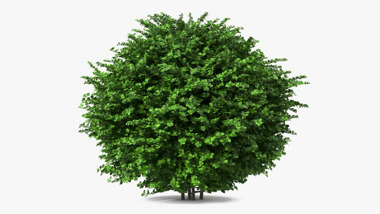 3D model Barberry Shrub Green