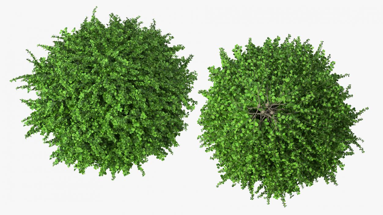 3D model Barberry Shrub Green