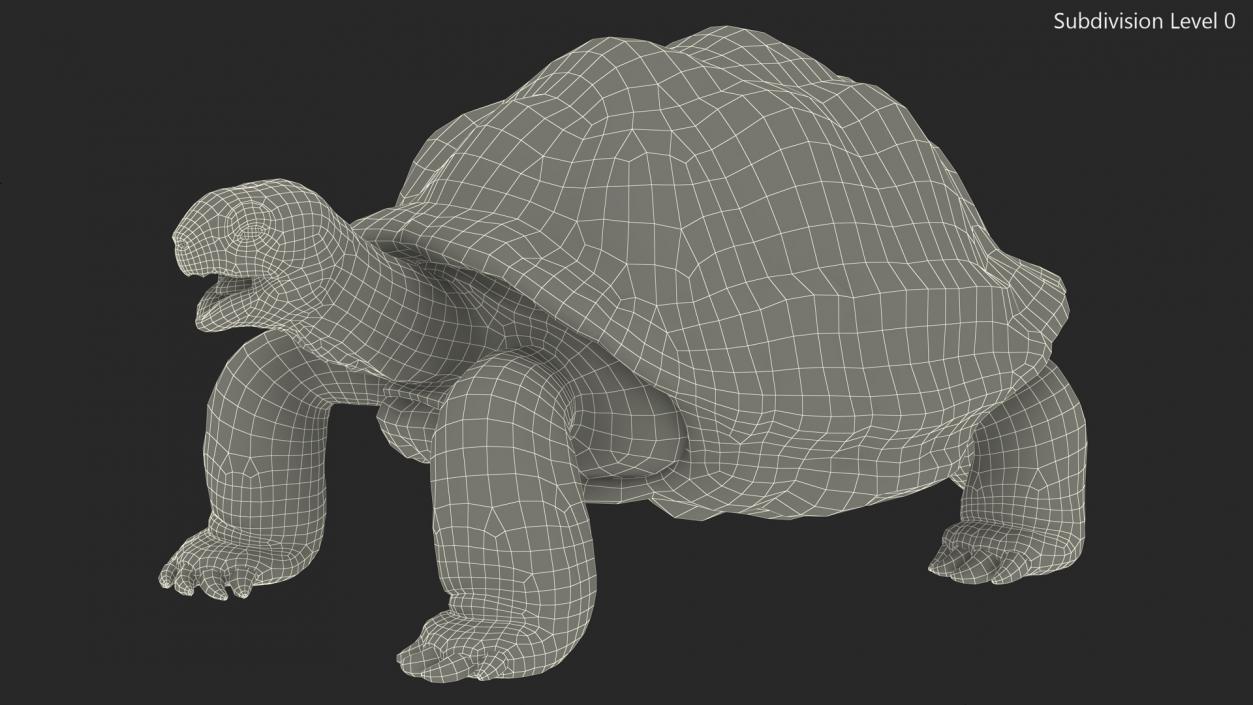 Galapagos Giant Tortoise 3D model