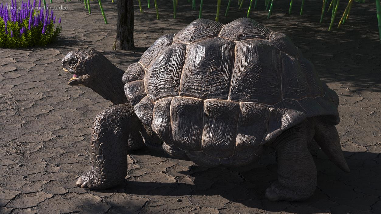 Galapagos Giant Tortoise 3D model