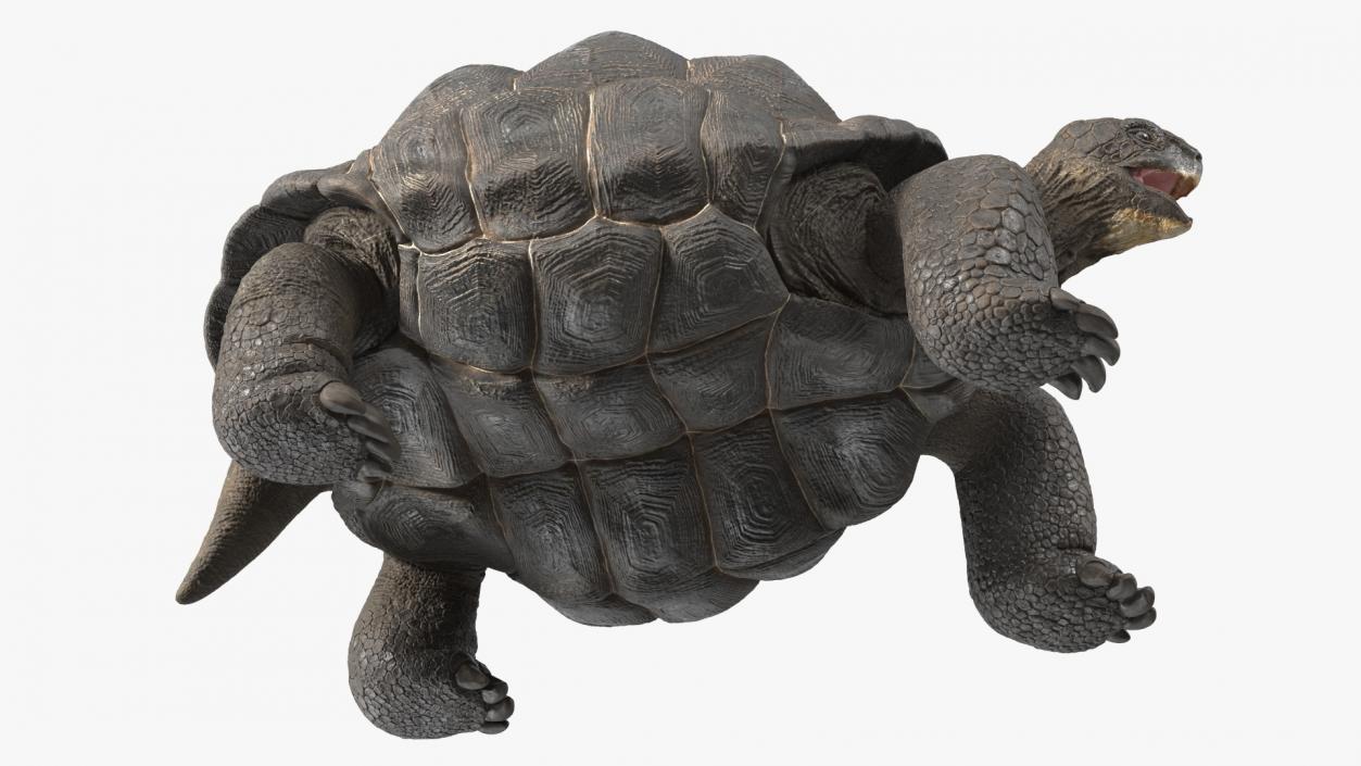 Galapagos Giant Tortoise 3D model