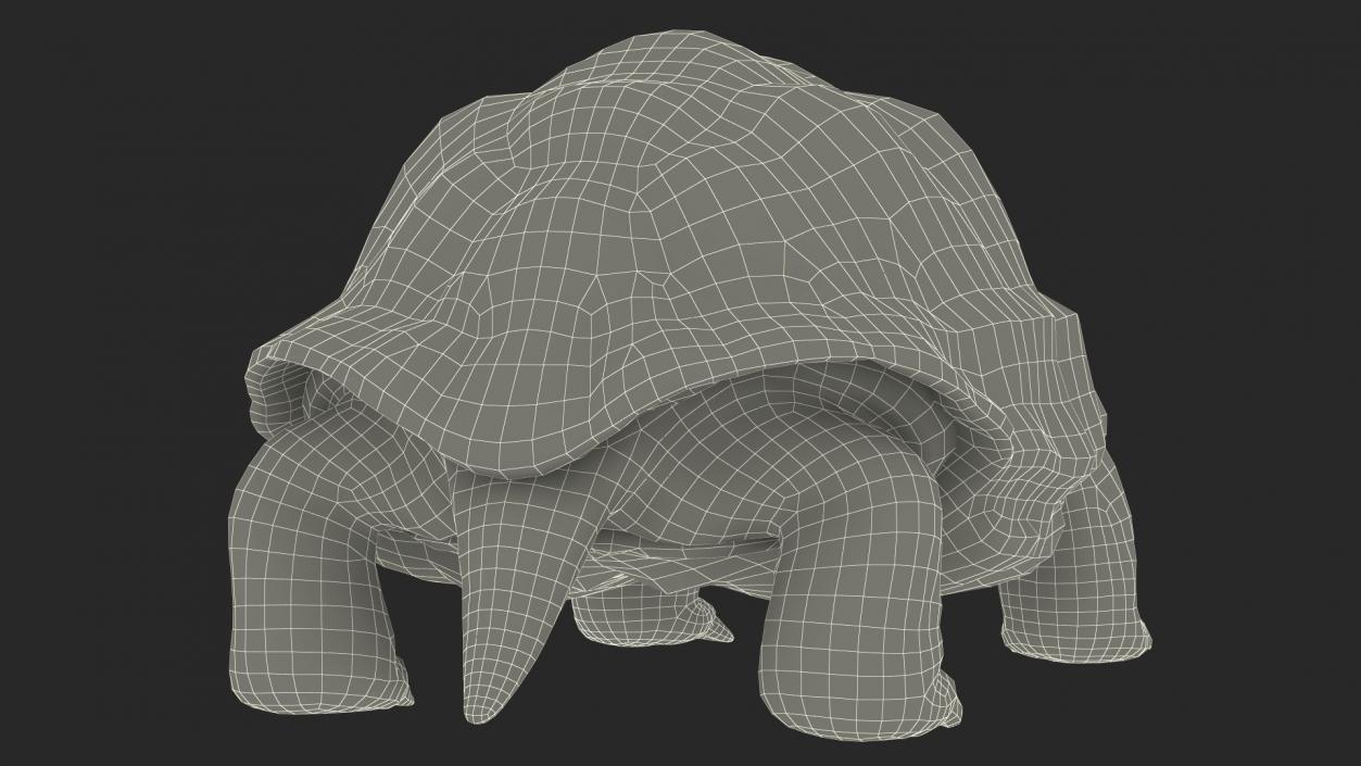 Galapagos Giant Tortoise 3D model