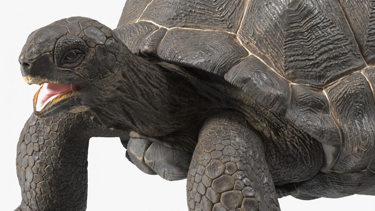 Galapagos Giant Tortoise 3D model