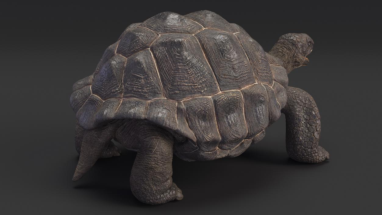 Galapagos Giant Tortoise 3D model