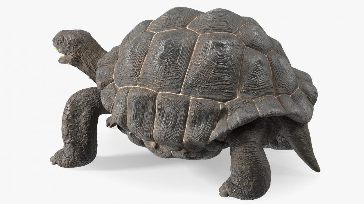 Galapagos Giant Tortoise 3D model