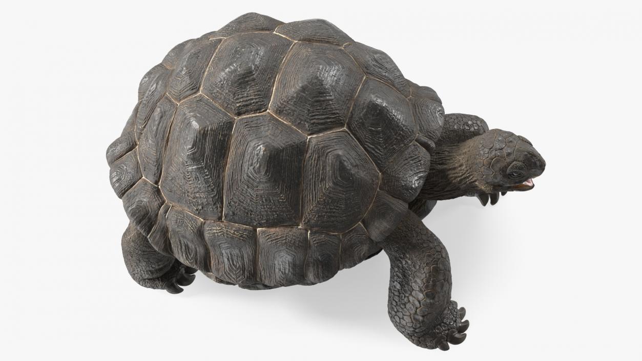 Galapagos Giant Tortoise 3D model