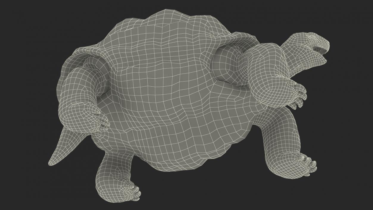 Galapagos Giant Tortoise 3D model