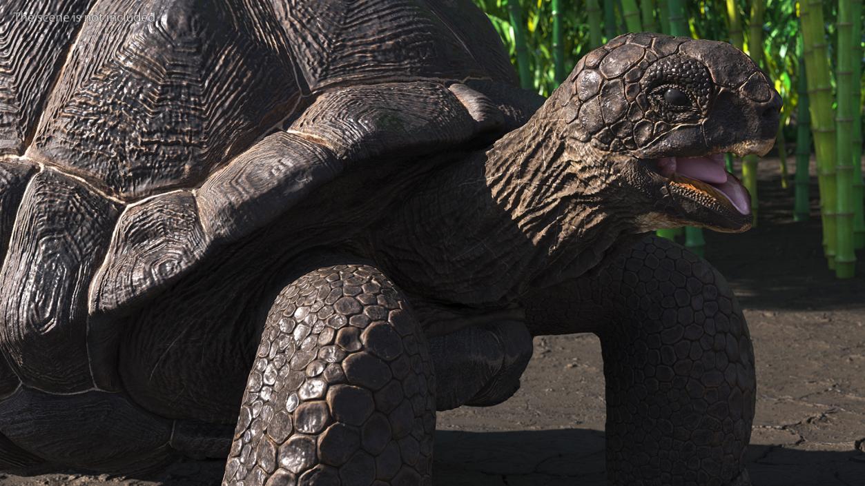 Galapagos Giant Tortoise 3D model