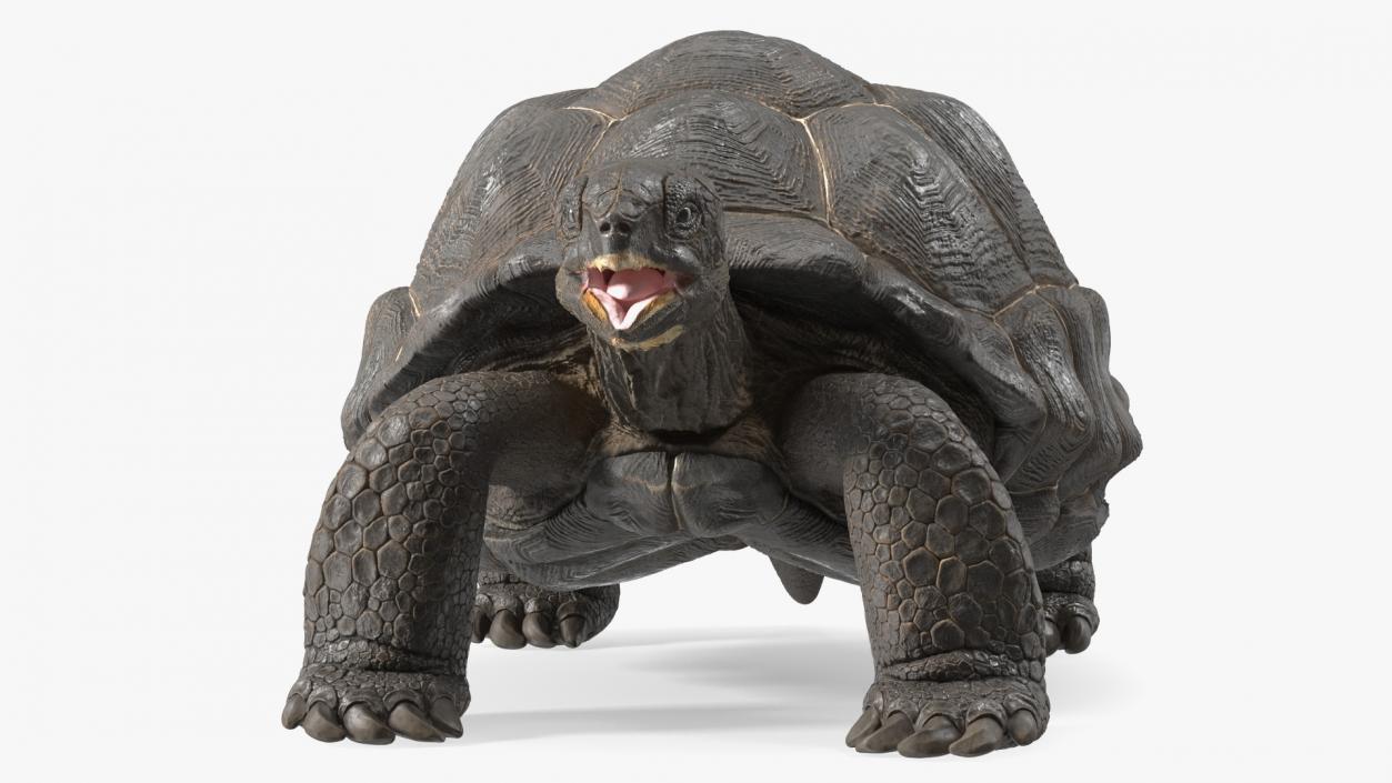 Galapagos Giant Tortoise 3D model