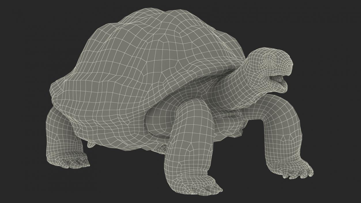 Galapagos Giant Tortoise 3D model