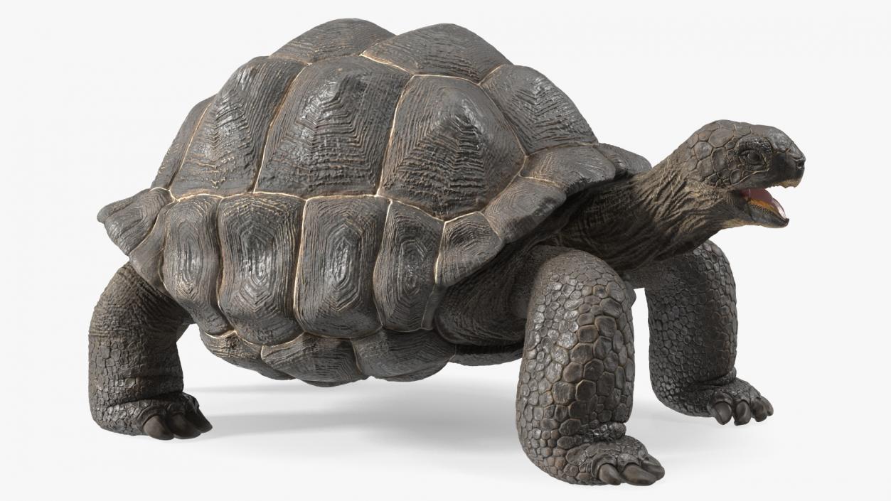 Galapagos Giant Tortoise 3D model