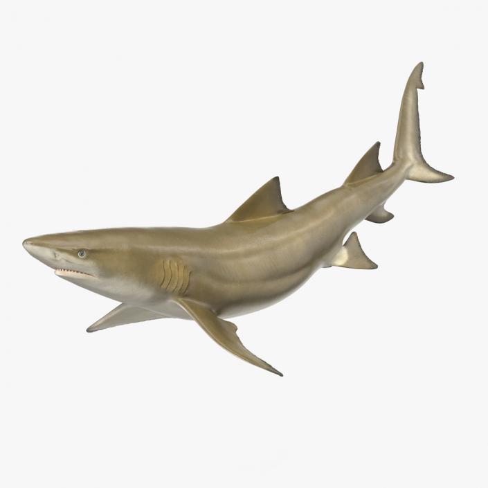 3D Sharptooth Lemon Shark Rigged for Maya model