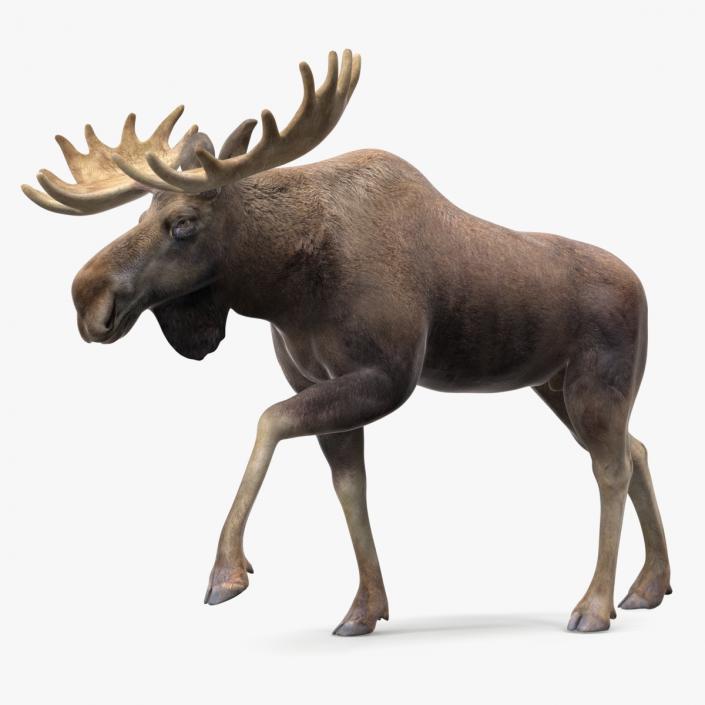 Alces Alces Walking 3D model