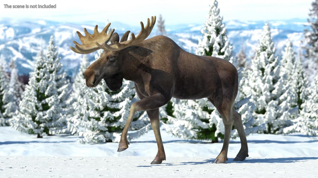 Alces Alces Walking 3D model