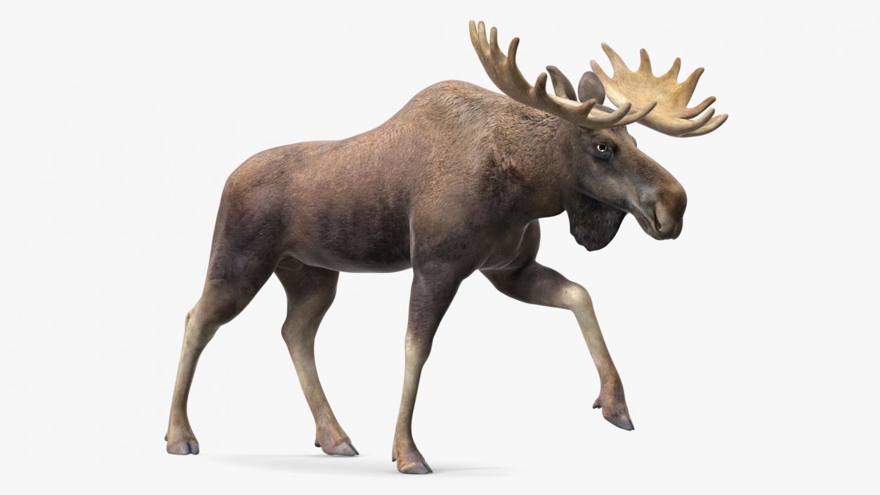 Alces Alces Walking 3D model