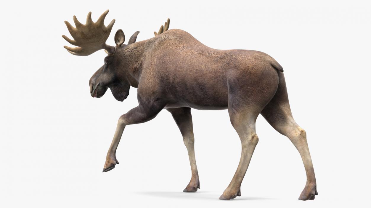 Alces Alces Walking 3D model