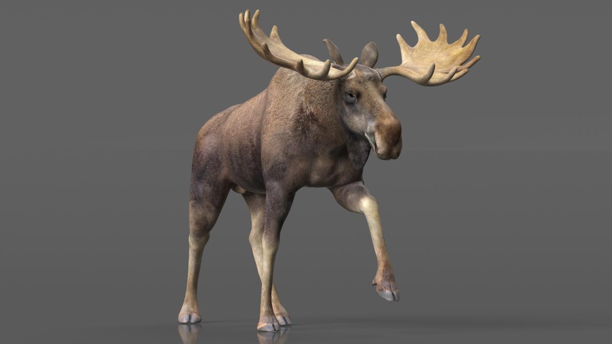 Alces Alces Walking 3D model