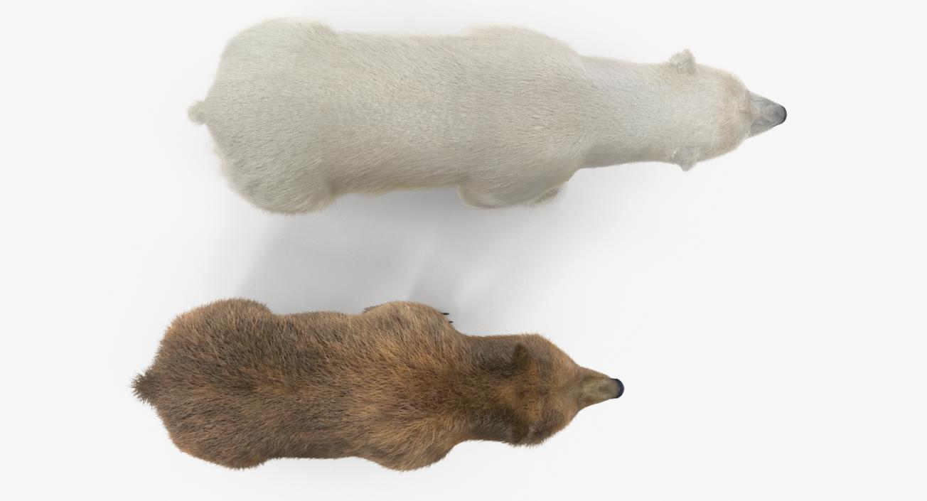 Brown and Polar Bears Collection 3D