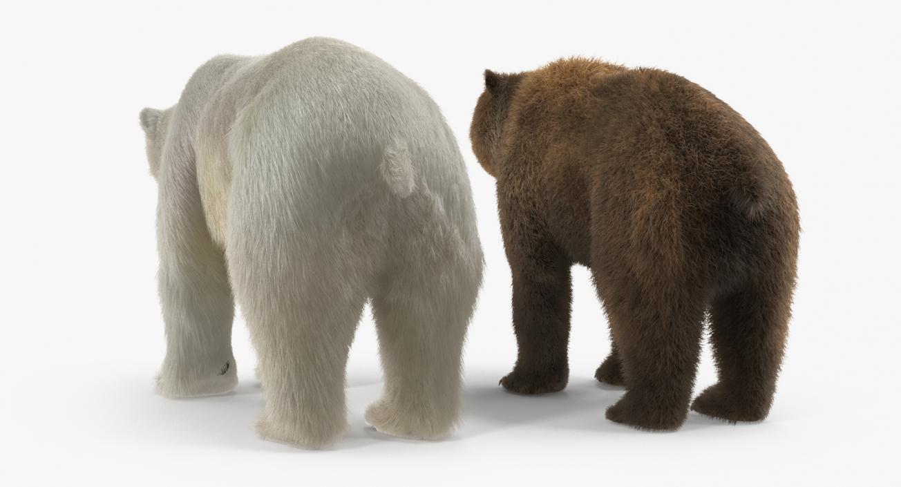 Brown and Polar Bears Collection 3D