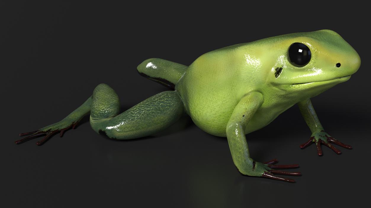 3D Poison Arrow Frog Green Morph Crawling Pose model