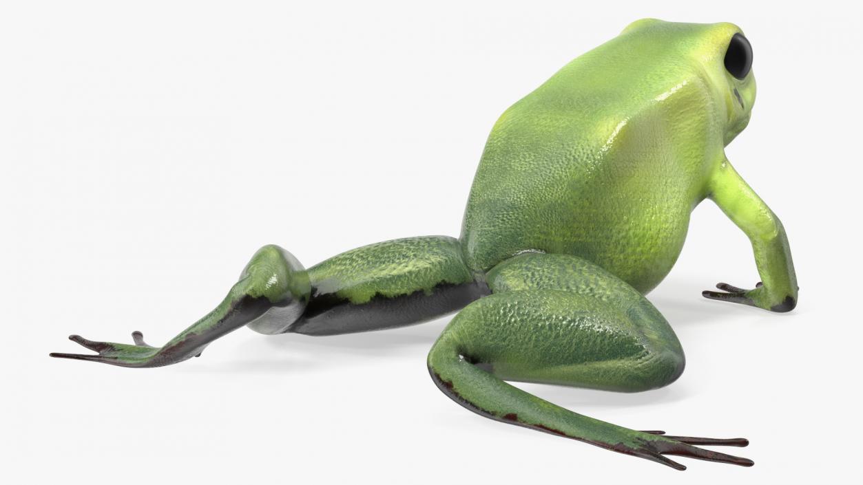 3D Poison Arrow Frog Green Morph Crawling Pose model