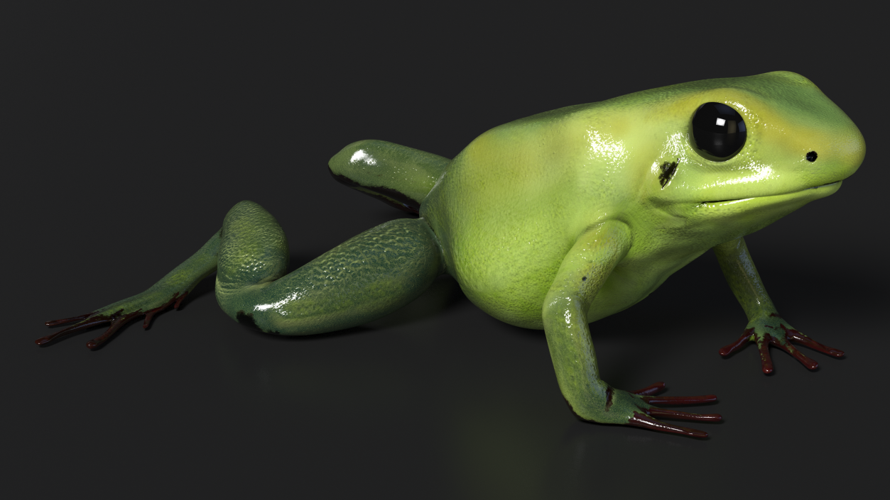 3D Poison Arrow Frog Green Morph Crawling Pose model