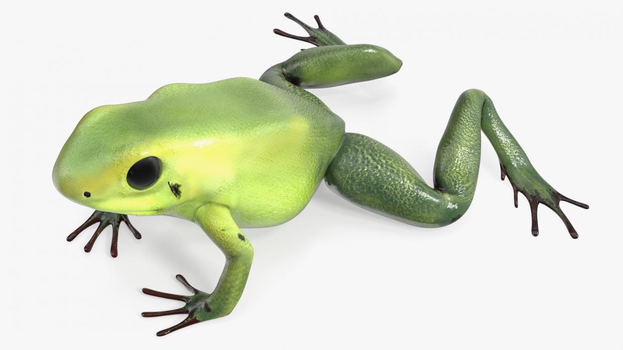 3D Poison Arrow Frog Green Morph Crawling Pose model