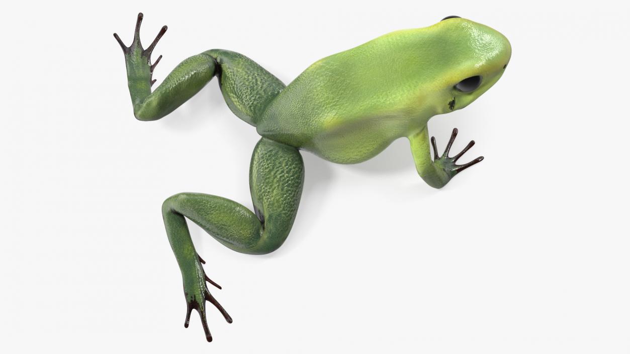 3D Poison Arrow Frog Green Morph Crawling Pose model