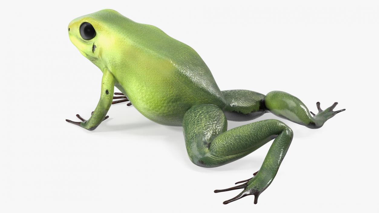 3D Poison Arrow Frog Green Morph Crawling Pose model