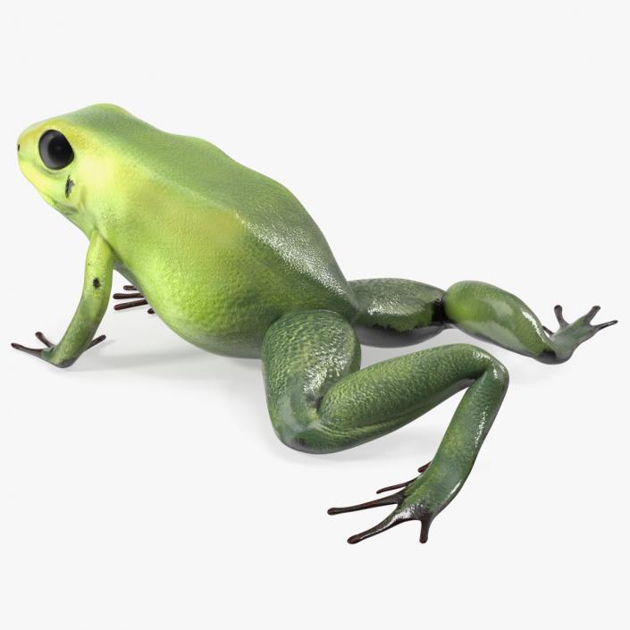 3D Poison Arrow Frog Green Morph Crawling Pose model