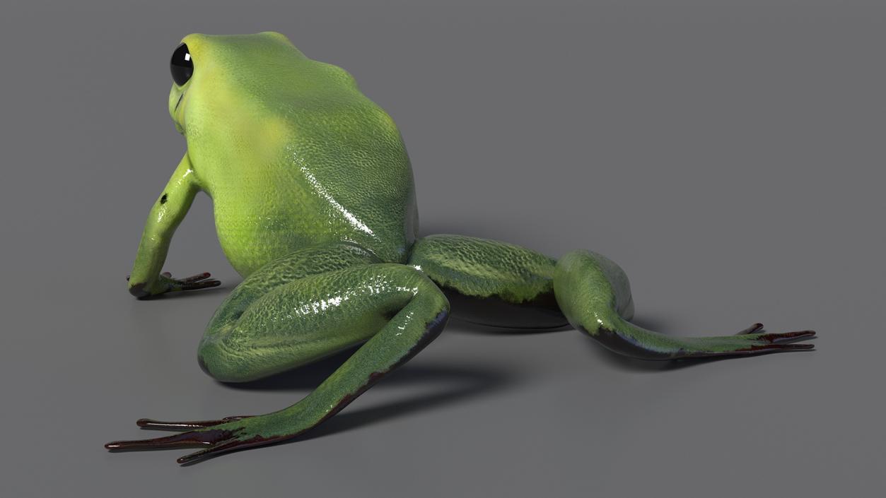 3D Poison Arrow Frog Green Morph Crawling Pose model