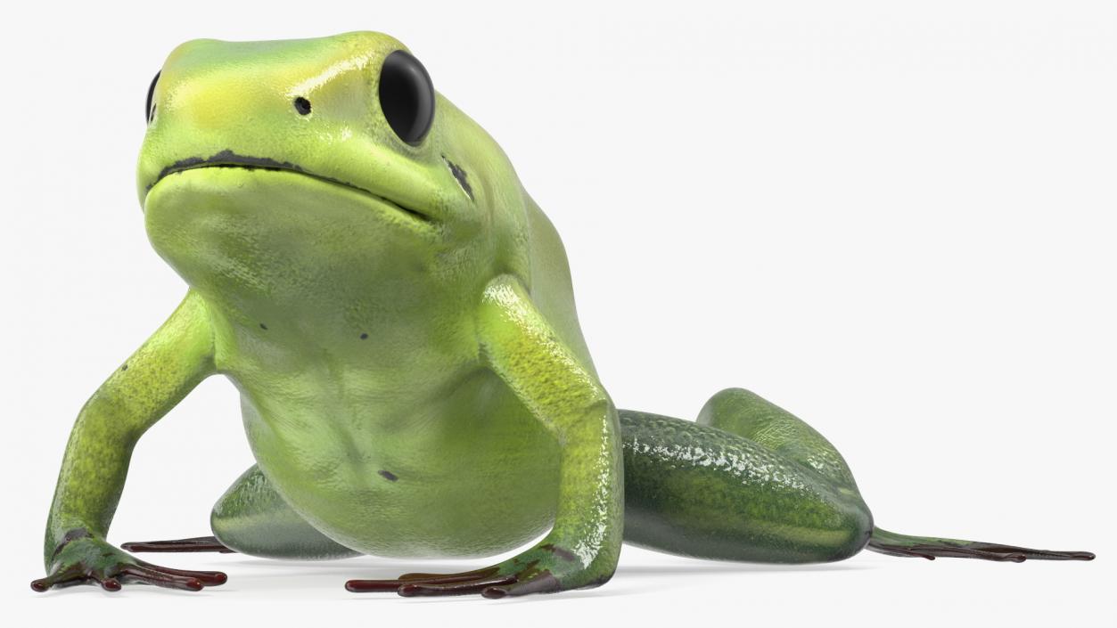 3D Poison Arrow Frog Green Morph Crawling Pose model