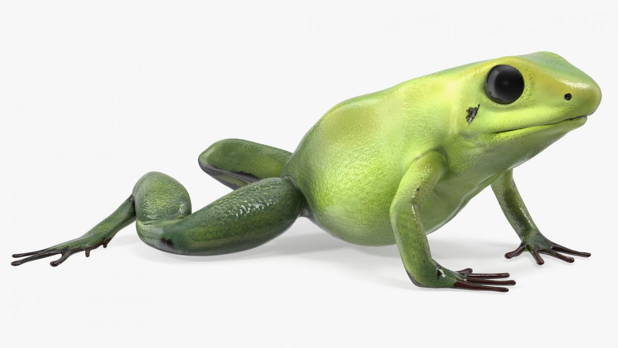 3D Poison Arrow Frog Green Morph Crawling Pose model