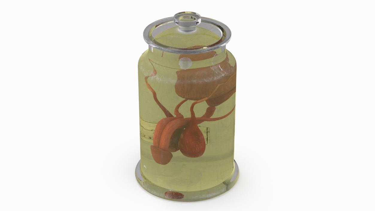 3D Male Genitalia in Old Glass Jar 2 model