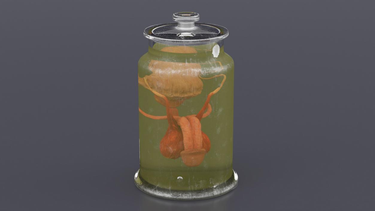 3D Male Genitalia in Old Glass Jar 2 model