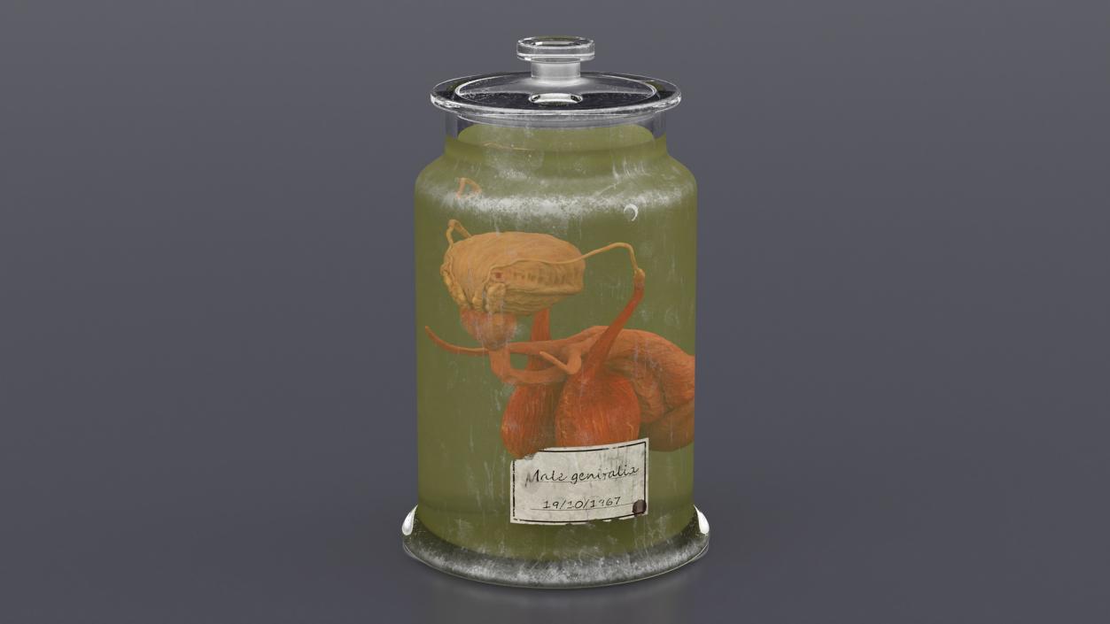 3D Male Genitalia in Old Glass Jar 2 model