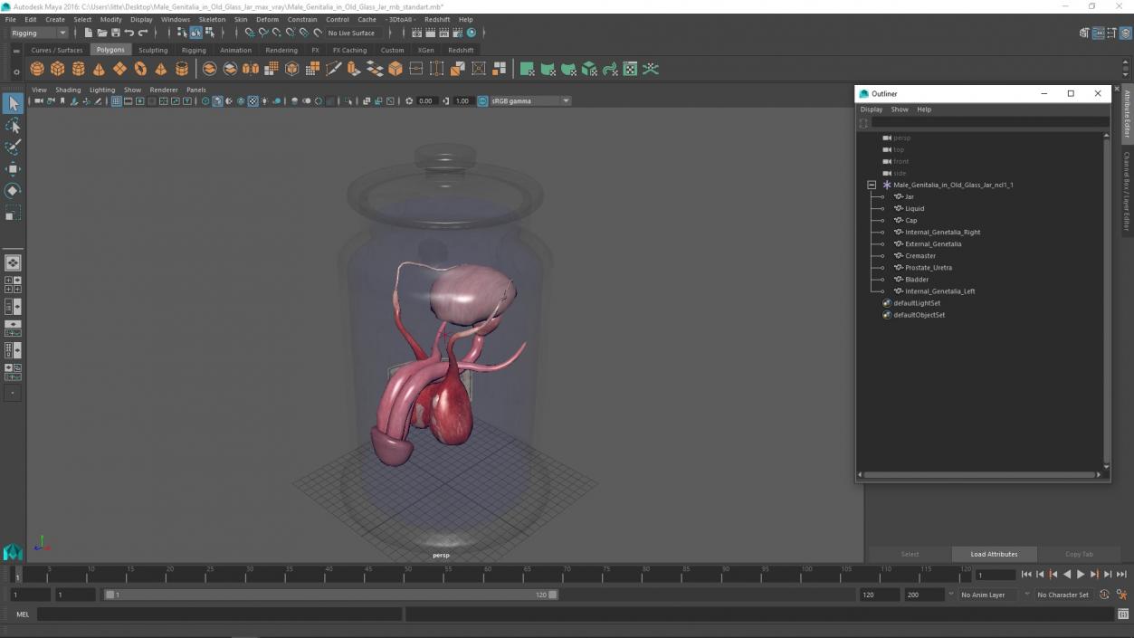 3D Male Genitalia in Old Glass Jar 2 model