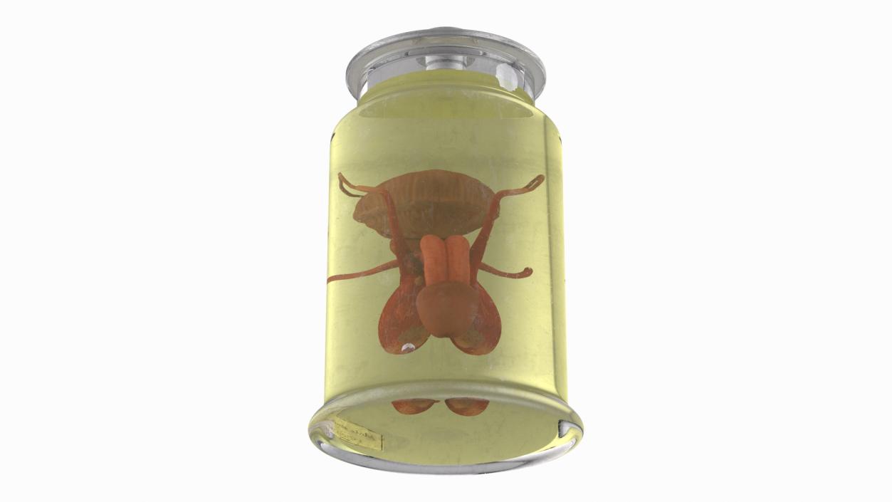 3D Male Genitalia in Old Glass Jar 2 model