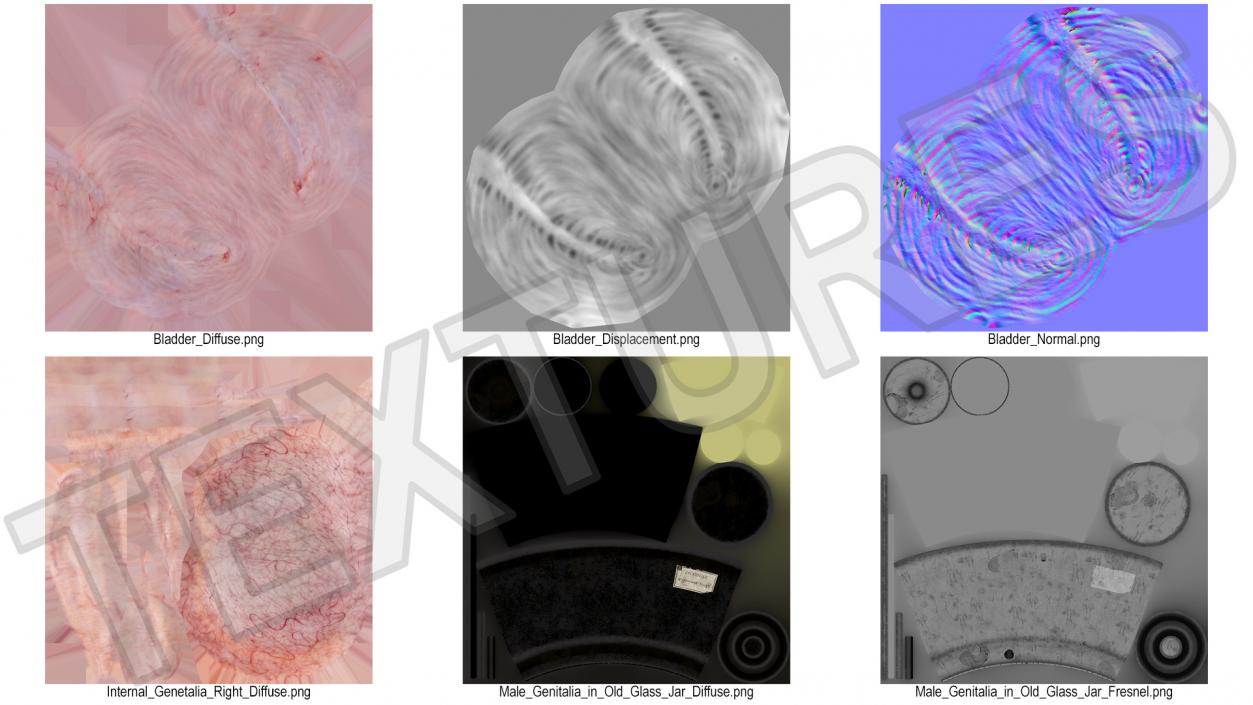 3D Male Genitalia in Old Glass Jar 2 model