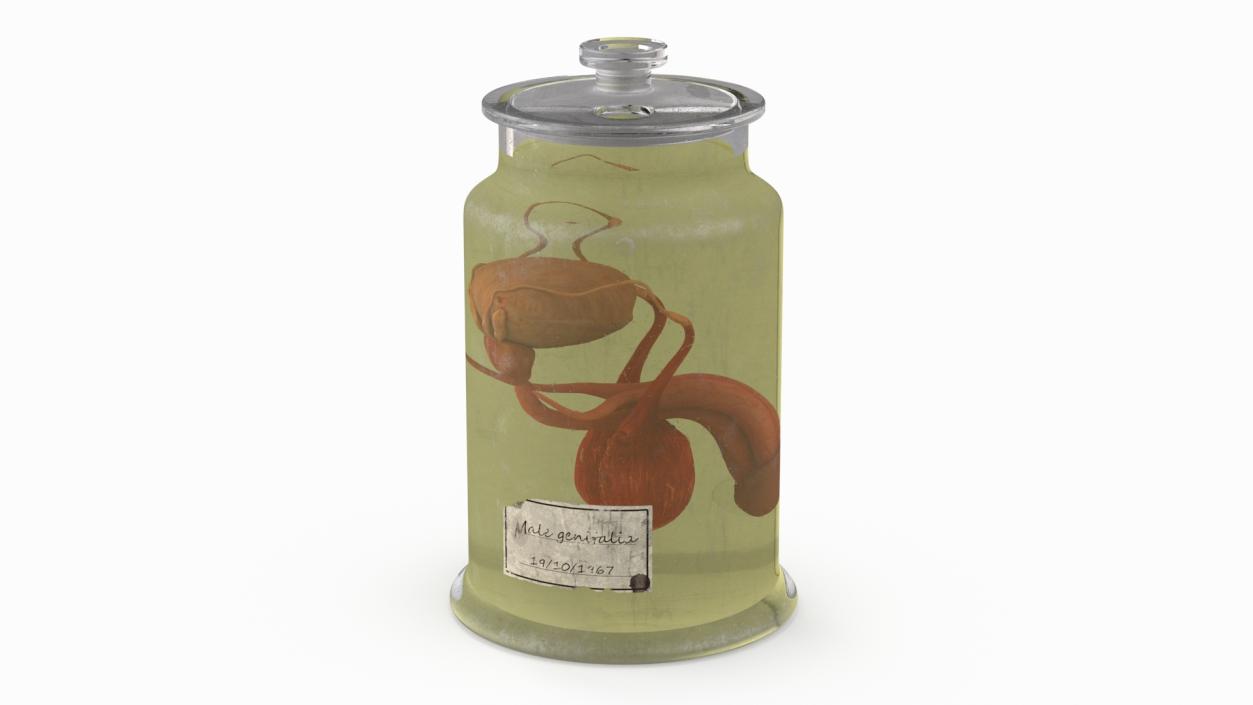 3D Male Genitalia in Old Glass Jar 2 model